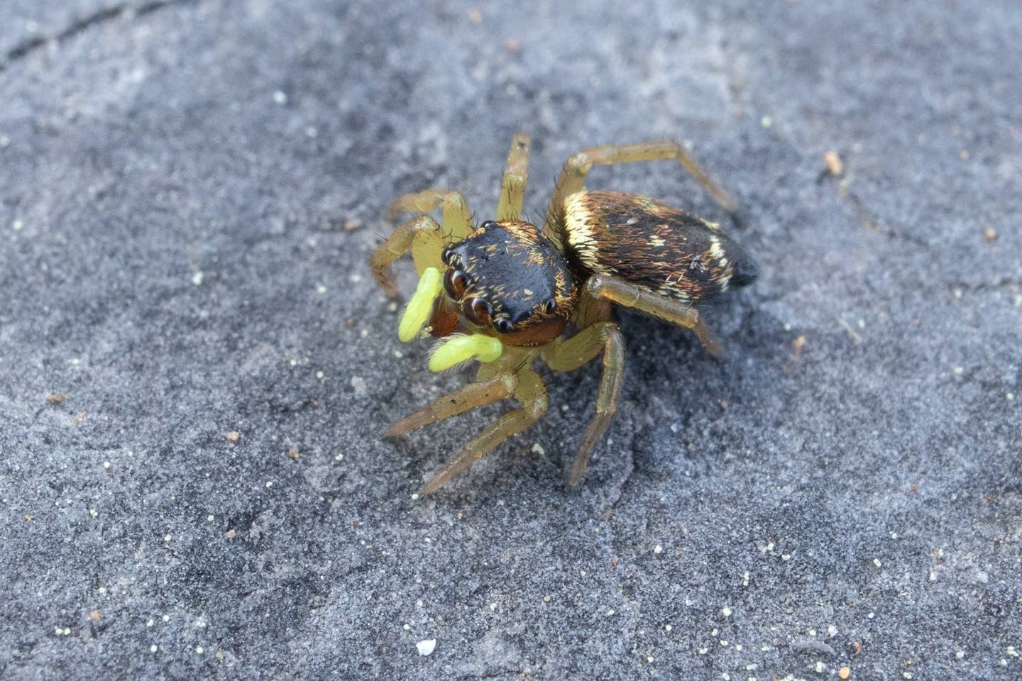 Heliophanus sp.?  S, Heliophanus cfr. cupreus - Portovenere (SP)